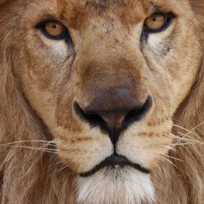 Animal Defense International image of lion