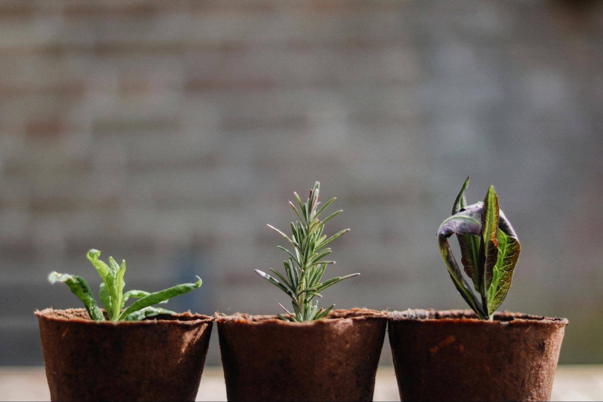 professional growth